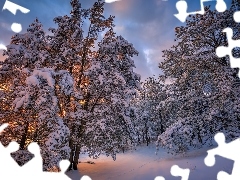 Śnieg, Wschód słońca, Drzewa, Zima, Ośnieżone