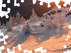 Zimą, Śnieg, Blask słońca, Drzewa