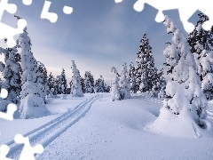Drzewa, Zima, Wzgórze, Ślady, Świerki, Śnieg