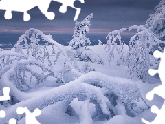 Gałęzie, Śnieg, Śnieg, Drzewa, Zima