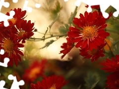 Chryzantemy, Czerwone, Kwiaty