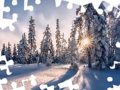 Zima, Śnieg, Drzewa, Promienie słońca, Ośnieżone