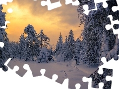 Las, Śnieg, Wschód słońca, Drzewa