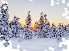 Drzewa, Las, Zima, Zachód słońca, Świerki, Śnieg