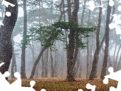 Las, Pnie, Mgła, Drzewa