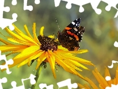 Motyl, Rusałka admirał, Kwiat, Rudbekia, Żółty