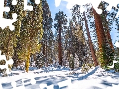 Las, Zima, Drzewa, Sekwoja, Kalifornia, Stany Zjednoczone, Promienie słońca, Park Narodowy Kings Canyon, General Grant Grove