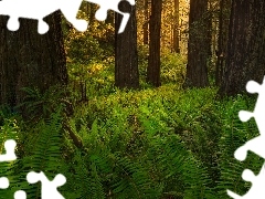 Park Narodowy Redwood, Stany Zjednoczone, Drzewa, Paprocie, 