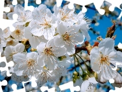 Drzewo owocowe, Niebieskie tło, Białe, Kwiaty, Gałązki
