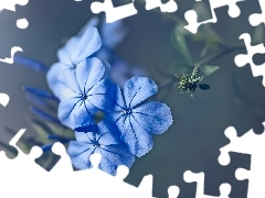 Niebieskie, Floks, Zbliżenie, Kwiaty