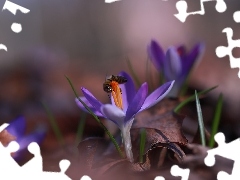 Krokus, Kwiat, Pszczoła, Fioletowy