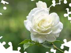 Biała, Róża, Listki, Mokra