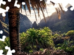 Palmy, Przebijające światło, Wyspy Kanaryjskie, Roślinność, Góry, Teneryfa, Hiszpania