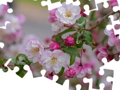 Biało-różowe, Kwiaty, Jabłoń, Gałązka, Drzewo owocowe