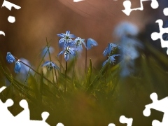 Cebulice syberyjskie, Kwiaty, Trawa, Niebieskie