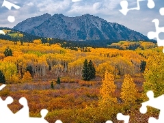 Kolorado, Stany Zjednoczone, Przełęcz, Kebler Pass, Rośli