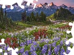 Park Narodowy Mount Rainier, Stan Waszyngton, Łubin, Góry Kaskadowe, Stany Zjednoczone, Łąka, Drzewa
