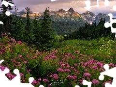 Góry, Park Narodowy Mount Rainier, Tatoosh Range, Łąka, Stan Waszyngton, Stany Zjednoczone, Tawuła, Drzewa, Kwiaty