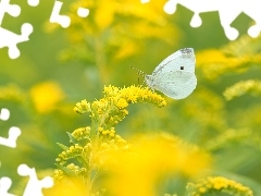Bielinek kapustnik, Biały, Roślina, Nawłoć, Żółta, Motyl