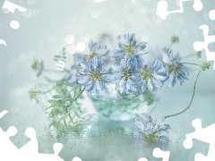Niebieskie, Lucerna pstra, Kwiaty