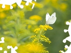 Roślina, Nawłoć, Bielinek kapustnik, Żółta, Motyl
