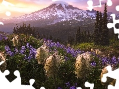 Góry, Park Narodowy Mount Rainier, Stratowulkan Mount Rainier, Drzewa, Stan Waszyngton, Stany Zjednoczone, Miądrzyga, Łąka, Łubin