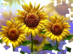 Słoneczniki, Grafika 2D, Kwiaty