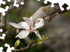 Biały, Magnolia, Gałązka, Kwiat