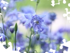Kwiat, Niebieski, Orlik
