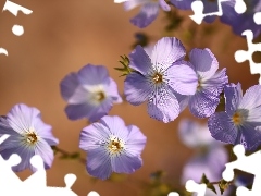 Kwiaty, Len włochaty, Jasnofioletowe
