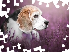 Pies, Kwiaty, Wrzosy, Beagle