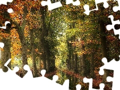 Drzewa, Jesień, Kałuża, Odbicie, Kolorowe, Las