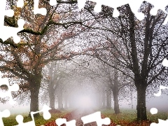 Drzewa, Mgła, Droga, Szpalery, Jesień