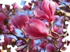Gałązki, Zbliżenie, Różowe, Kwiaty, Magnolia