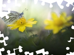 Motyl, Żółty, Kwiat, Bielinek