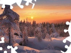 Świerki, Zachód słońca, Śnieg, Drzewa, Zima