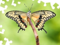 Motyl, Patyk, Makro, Papilio thoas