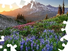 Kwiaty, Park Narodowy Mount Rainier, Łąka, Łubin, Stan Waszyngton, Stany Zjednoczone, Góra, Szczyt Mount Rainier, Promienie słońca
