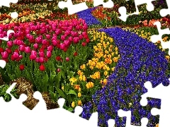 Ogród, Tulipany, Szafirki, Kwiaty