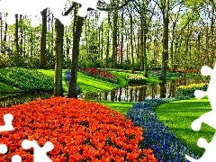 Rabaty, Park, Kolorowe, Kwiaty, Drzewa, Wiosna, Szafirki, Strumień, Tulipany