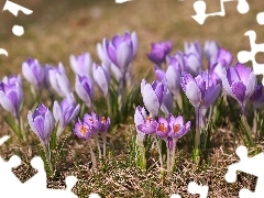 Liliowe, Wiosenne, Kwiaty, Krokusy