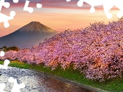 Wiosna, Okwiecone, Japonia, Drzewa, Shizuoka, Rzeka, Góra Fudżi, Wiśnie japońskie