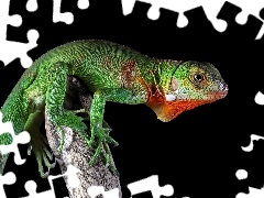 Jaszczurka, Iguana, Zbliżenie, Legwan zielony