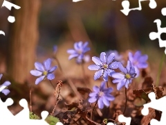 Fioletowe, Przylaszczki, Kwiaty