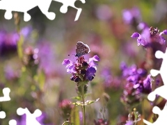 Motyl, Fioletowe, Kwiaty, Modraszek ikar