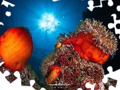 Rafa koralowa, Koralowce, Światło, Ryby