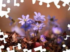 Przylaszczki, Kwiaty, Liście, Liliowe