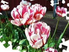 Tulipany, Biało, Różowe