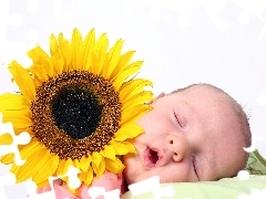 Słonecznik, Śpiące, Dziecko