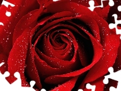 Róży, Czerwony, Kwiat